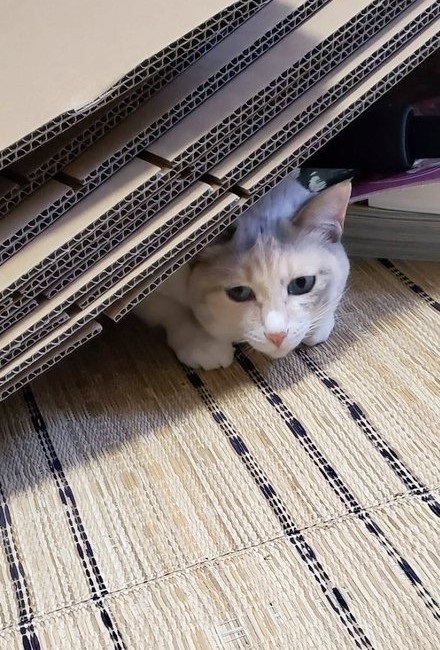 引っ越しても来てくれる猫