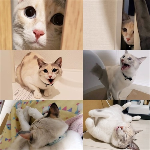 引っ越しても来てくれる猫