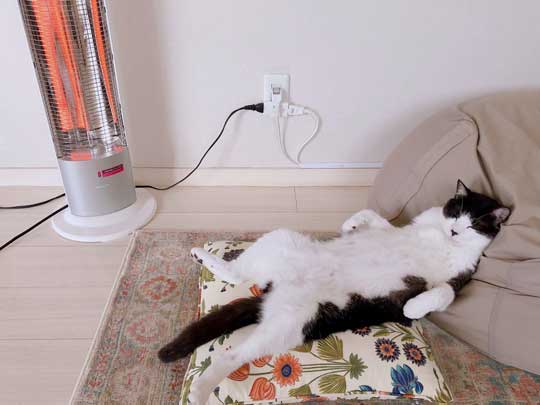 二度と野良には戻れない 猫 ハチワレ 野生 忘れた 寝顔 ミーくん