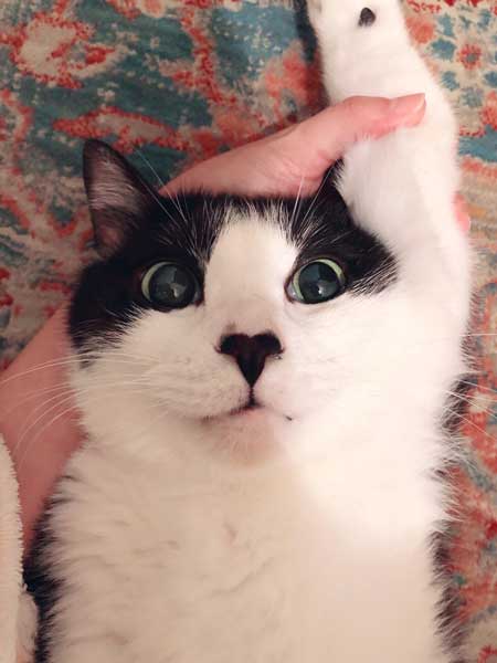 二度と野良には戻れない 猫 ハチワレ 野生 忘れた 寝顔 ミーくん