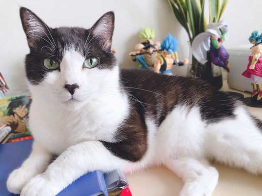 二度と野良には戻れない 猫 ハチワレ 野生 忘れた 寝顔 ミーくん