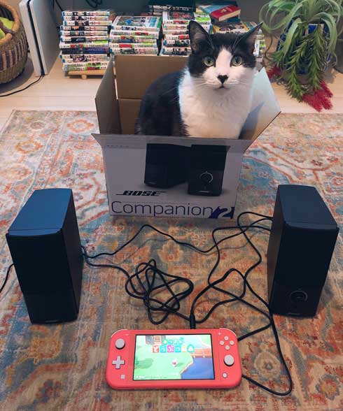 二度と野良には戻れない 猫 ハチワレ 野生 忘れた 寝顔 ミーくん