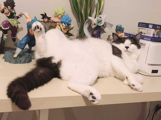 二度と野良には戻れない 猫 ハチワレ 野生 忘れた 寝顔 ミーくん