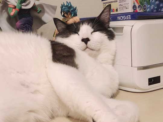 二度と野良には戻れない 猫 ハチワレ 野生 忘れた 寝顔 ミーくん