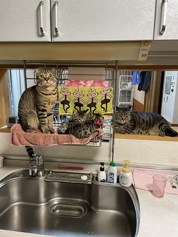 猫4匹