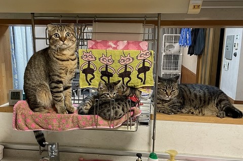 猫4匹