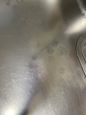 猫4匹