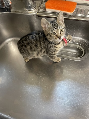 猫4匹
