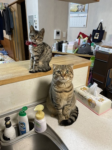 猫4匹