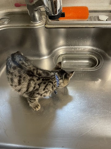 猫4匹