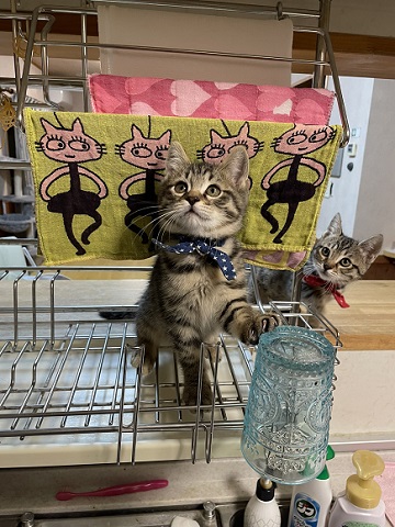 猫4匹