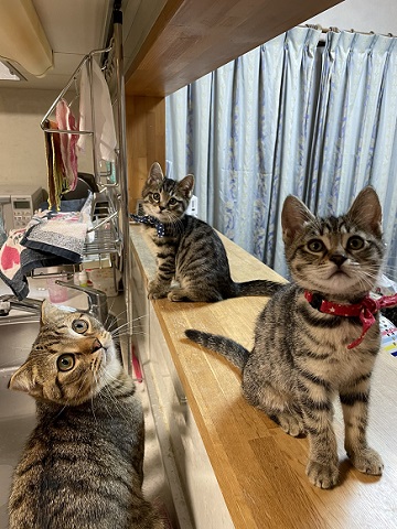猫4匹