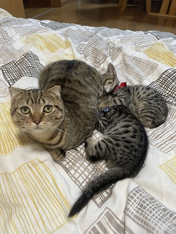 猫4匹