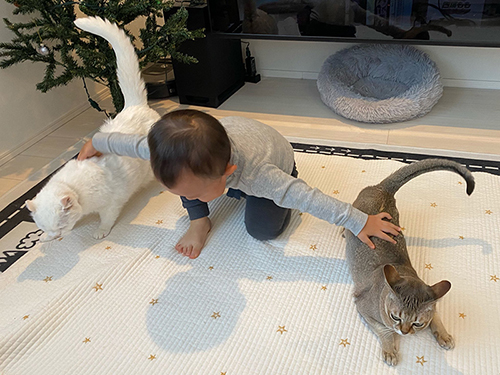 猫を使役する2歳児
