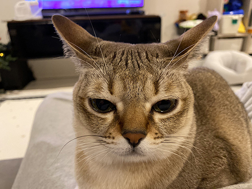 コツちゃんの顔アップ