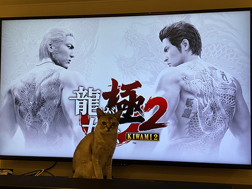 猫が如く