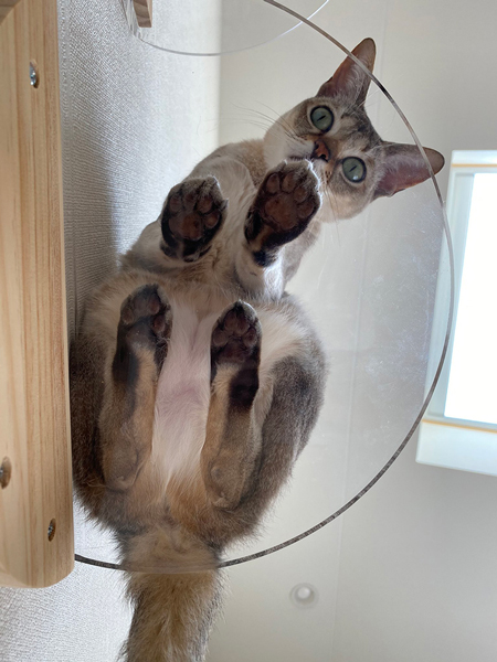 下から見たコツちゃん