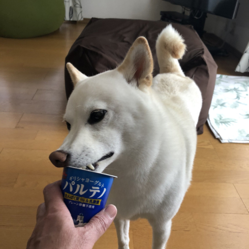 チョビさん