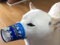 柴犬の“器用すぎるヨーグルトの食べ方”が話題　真剣な表情とビジュアルのギャップにじわじわくる