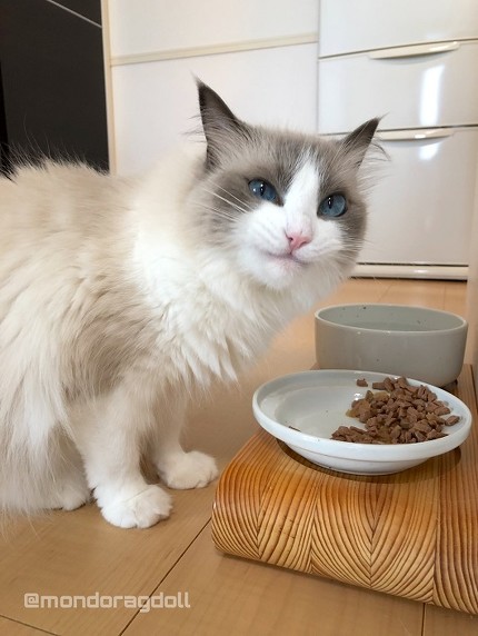 主水（もんど）の猫談