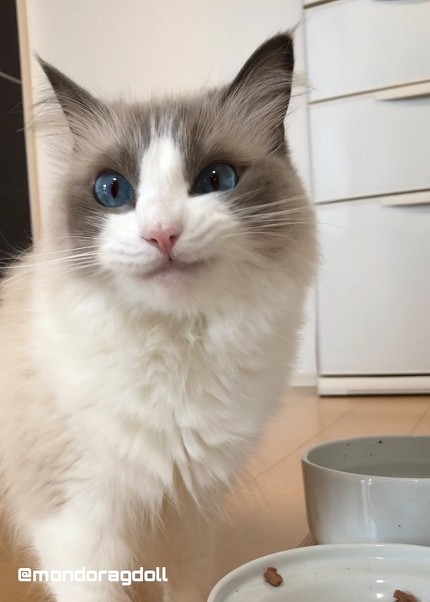 主水（もんど）の猫談