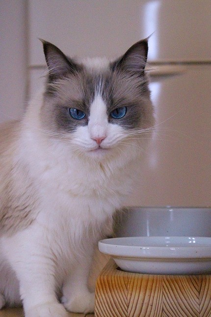 主水（もんど）の猫談
