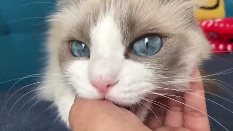 主水（もんど）の猫談