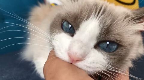 主水（もんど）の猫談