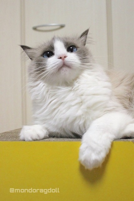 主水（もんど）の猫談