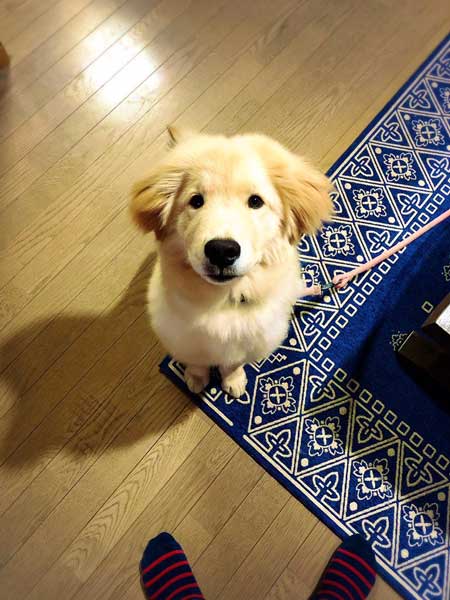 犬