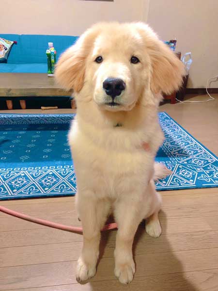 純血 ゴールデンレトリバー 秋田犬 血 混ざった 子ども 子犬