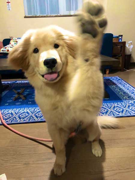 純血 ゴールデンレトリバー 秋田犬 血 混ざった 子ども 子犬