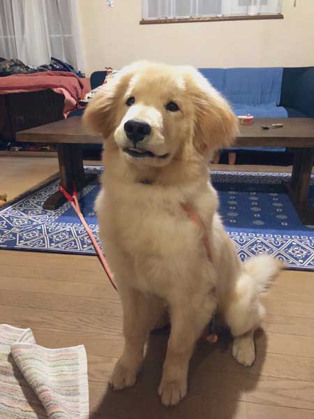 純血 ゴールデンレトリバー 秋田犬 血 混ざった 子ども 子犬