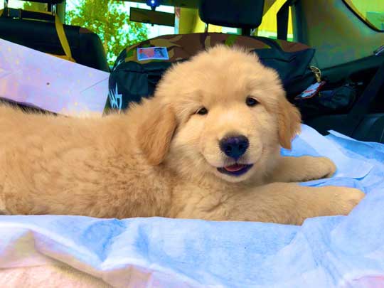 純血 ゴールデンレトリバー 秋田犬 血 混ざった 子ども 子犬