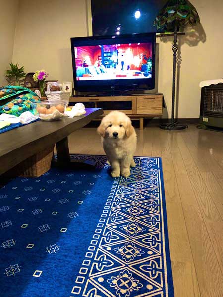 純血 ゴールデンレトリバー 秋田犬 血 混ざった 子ども 子犬