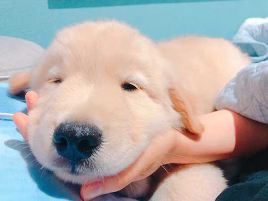 純血 ゴールデンレトリバー 秋田犬 血 混ざった 子ども 子犬