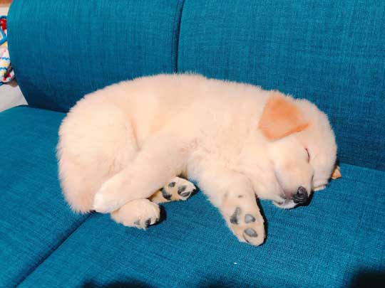 純血 ゴールデンレトリバー 秋田犬 血 混ざった 子ども 子犬