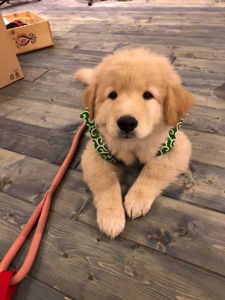 純血 ゴールデンレトリバー 秋田犬 血 混ざった 子ども 子犬