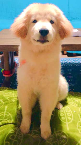 純血 ゴールデンレトリバー 秋田犬 血 混ざった 子ども 子犬