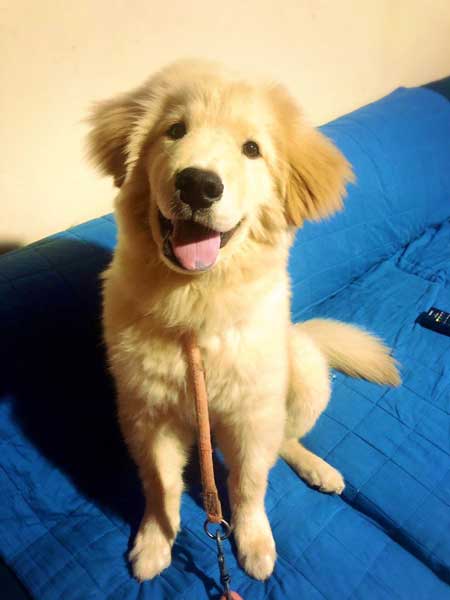 純血 ゴールデンレトリバー 秋田犬 血 混ざった 子ども 子犬