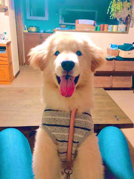 純血 ゴールデンレトリバー 秋田犬 血 混ざった 子ども 子犬