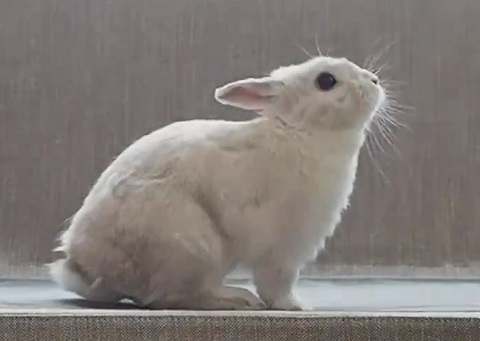 ウサギ