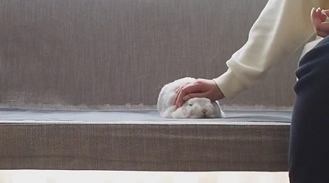 ウサギ