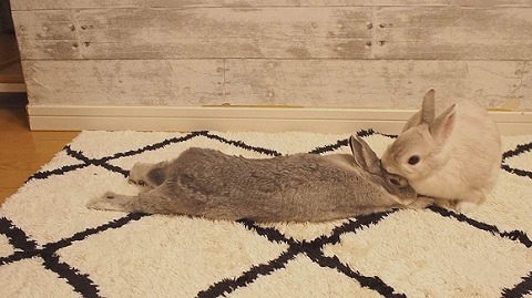 ウサギ