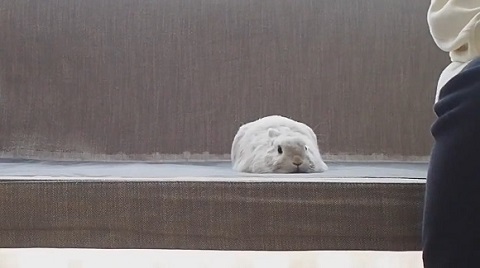 ウサギ