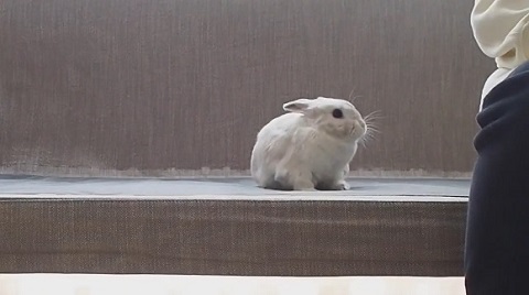 ウサギ