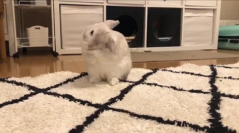 ウサギ