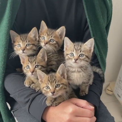 シンクロネコちゃん