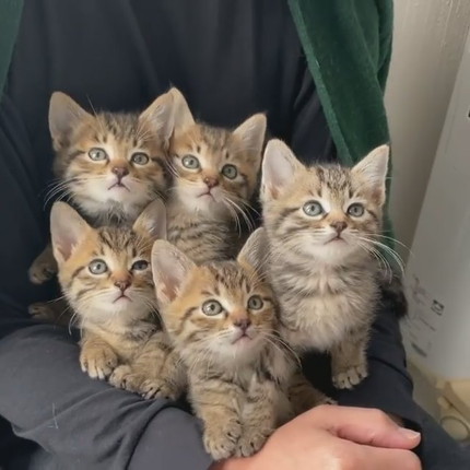 シンクロネコちゃん