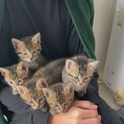 シンクロネコちゃん